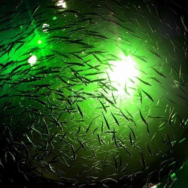 underwater-led-fishing-lights-unique-12v-led-underwater-submersible-green-night-fishing-light-crappie-of-underwater-led-fishing-lights_grande_720x_3e8134da-3e9a-4bba-bf3d-e8dc2e9ea30d@2x